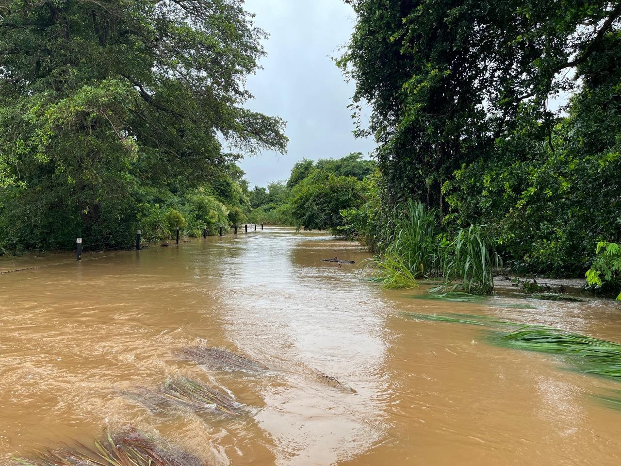 TALISMÃ EM ESTADO DE EMERGÊNCIA.